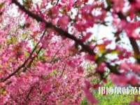 鄭州大學(xué)師范學(xué)院主校區(qū)2023年報名條件、招生要求、招生對象