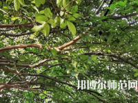 湖南師范大學(xué)2023年報(bào)名條件、招生要求、招生對(duì)象